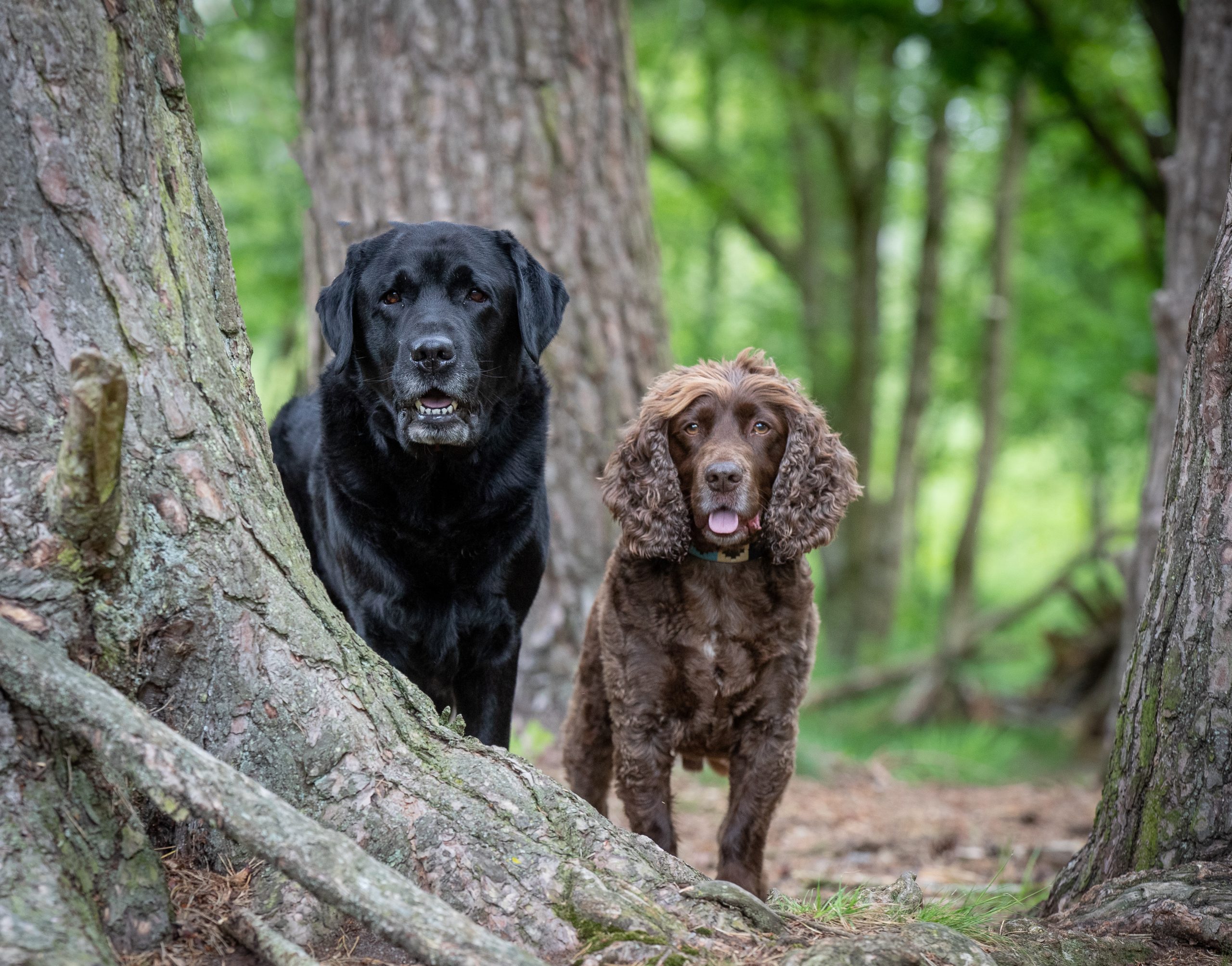 max gut health for dogs