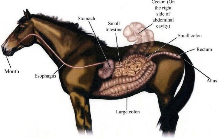 Anatomical location digestive system - non pregnancy
