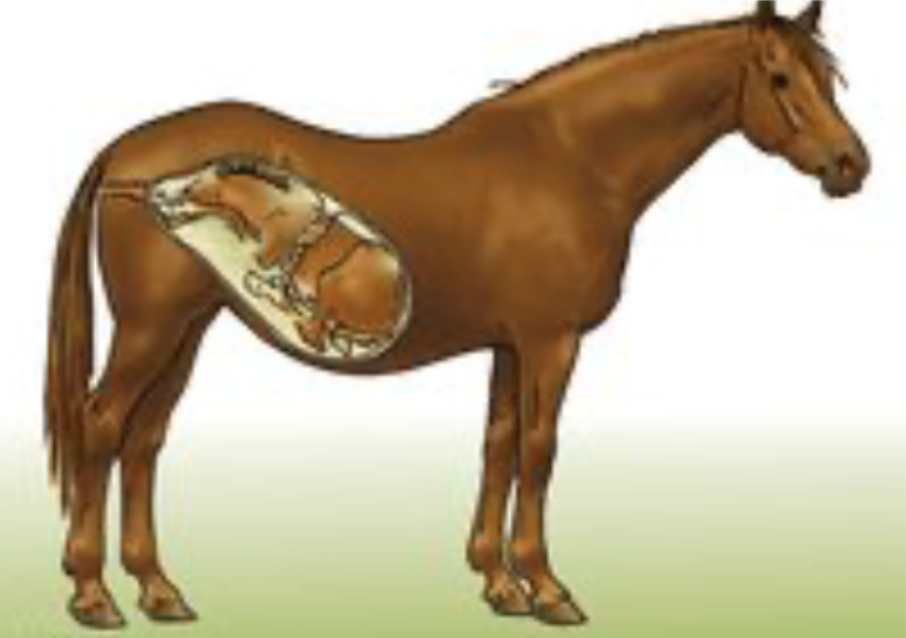 Anatomical location of foal - late pregnancy