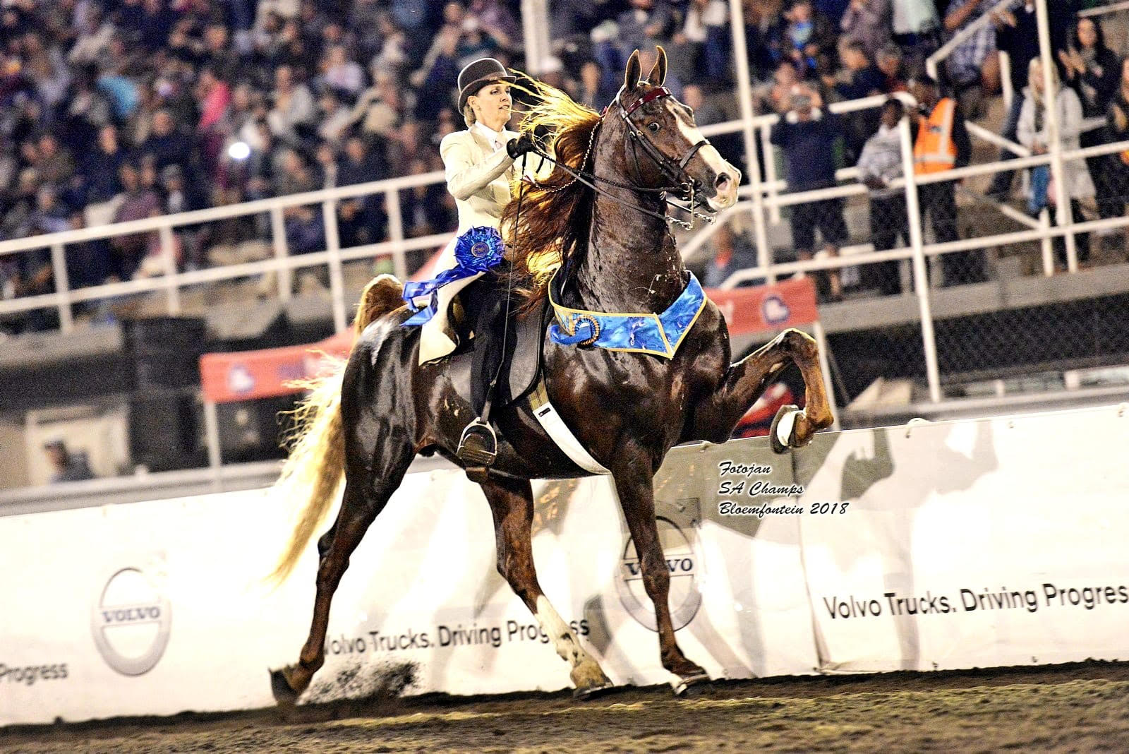 maximum animal health jumping horse