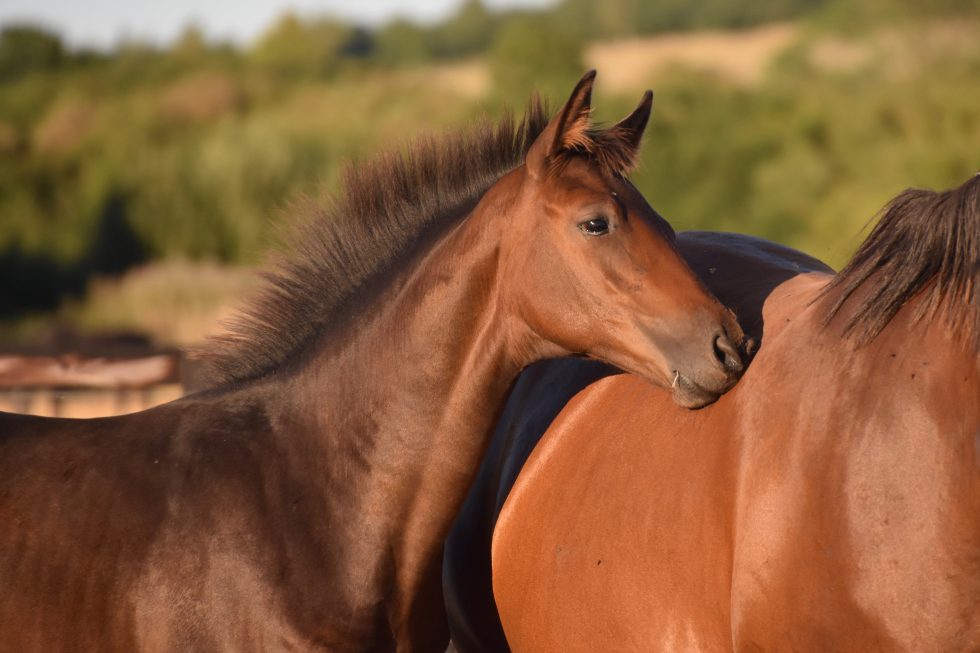 Digestive physiology of the horse