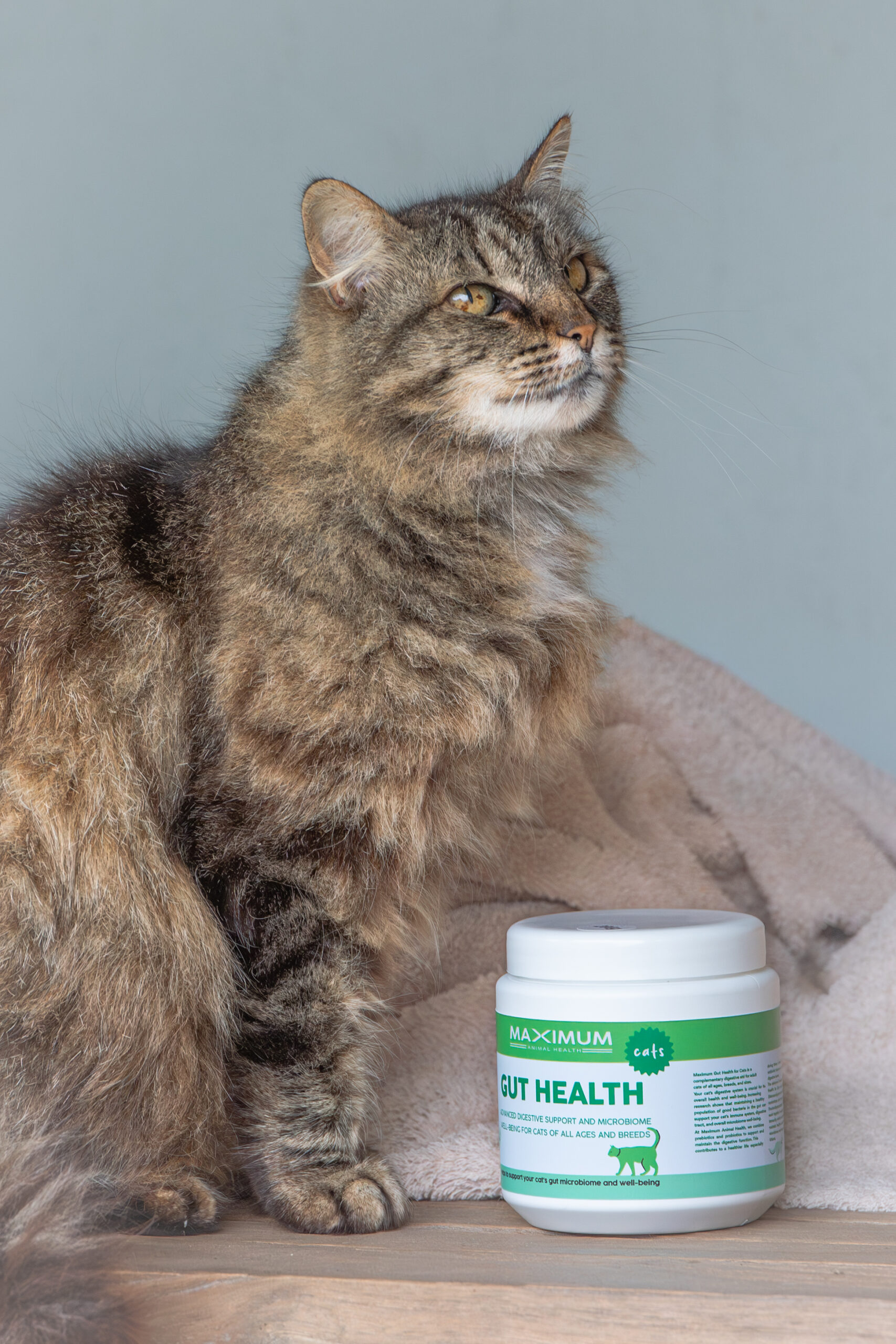 max gut health for dogs