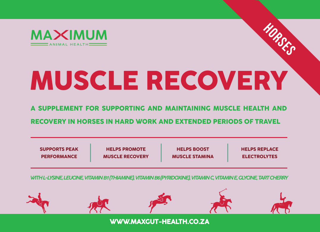 Max Muscle Recovery - Image 2