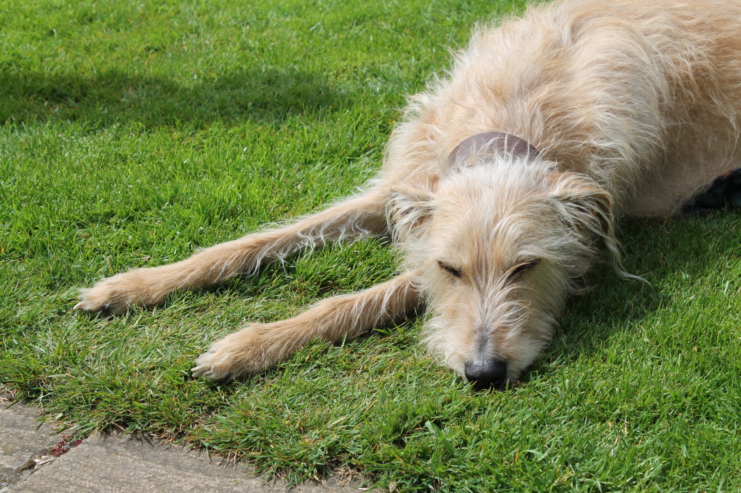 max gut health for dogs